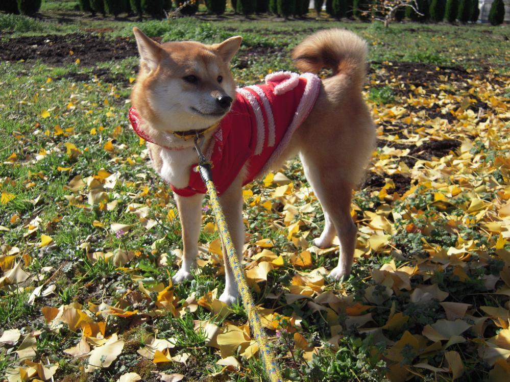 祖父江銀杏 013.jpg